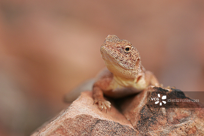 澳大利亚国王峡谷岩石上的蜥蜴肖像图片素材