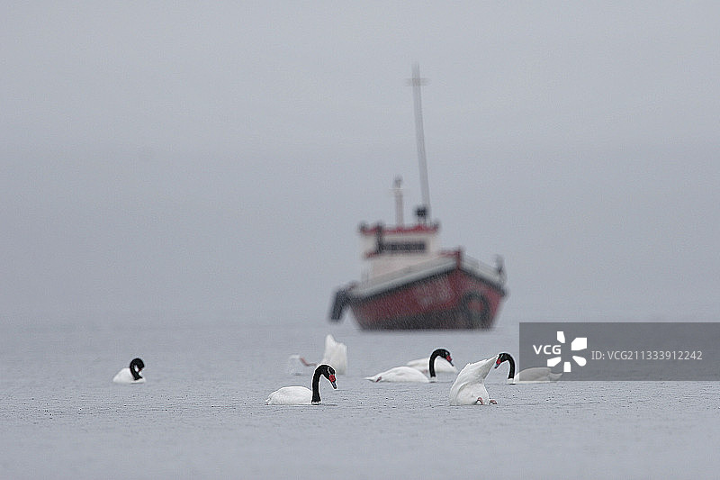 在巴塔哥尼亚船只附近游泳的黑颈天鹅图片素材