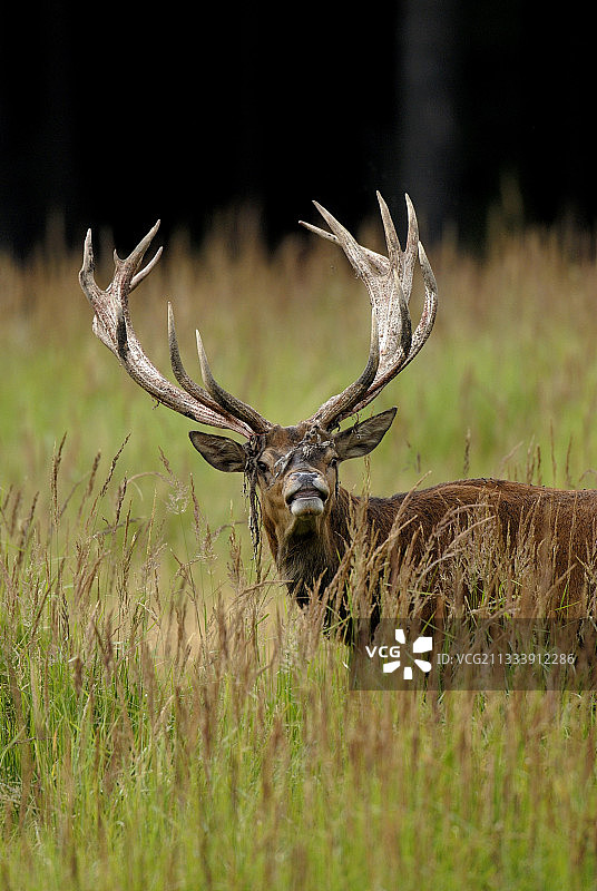 草地上受惊的雄性红鹿肖像图片素材