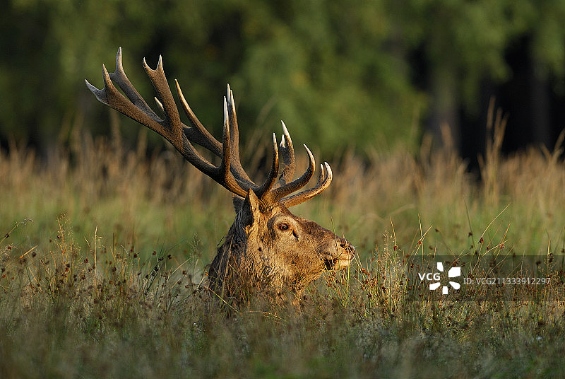 德国草地上方的雄性红鹿头部图片素材