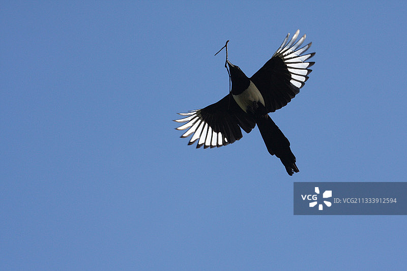 嘴里叼着树枝飞翔的黑嘴喜鹊（法国）图片素材