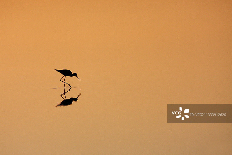 清晨沼泽中的锡兰高跷鸲图片素材