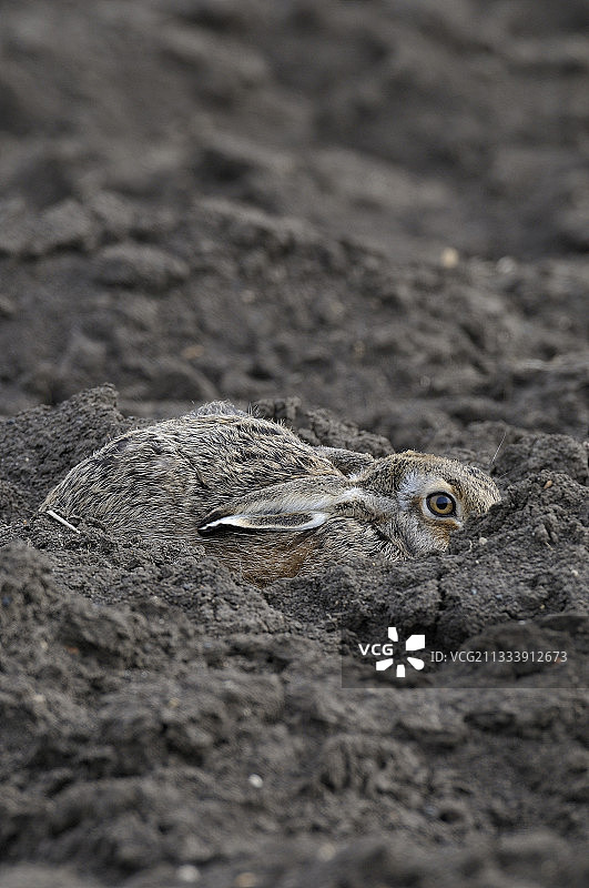伪装在德国耕地里的欧洲野兔图片素材