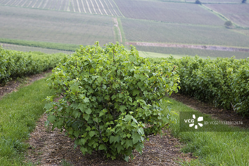勃艮第的欧洲黑醋栗种植园图片素材
