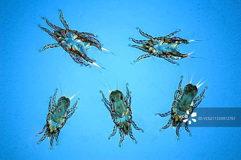 偏振光照明，放大倍数x 50图片素材