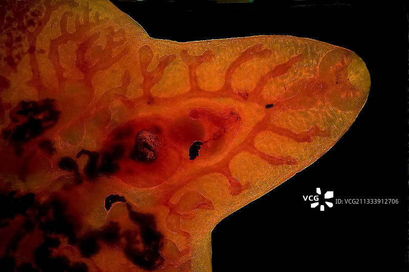 黑色背景中的光照，放大20倍图片素材