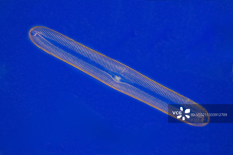 莱茵贝格照明，放大倍数400倍图片素材