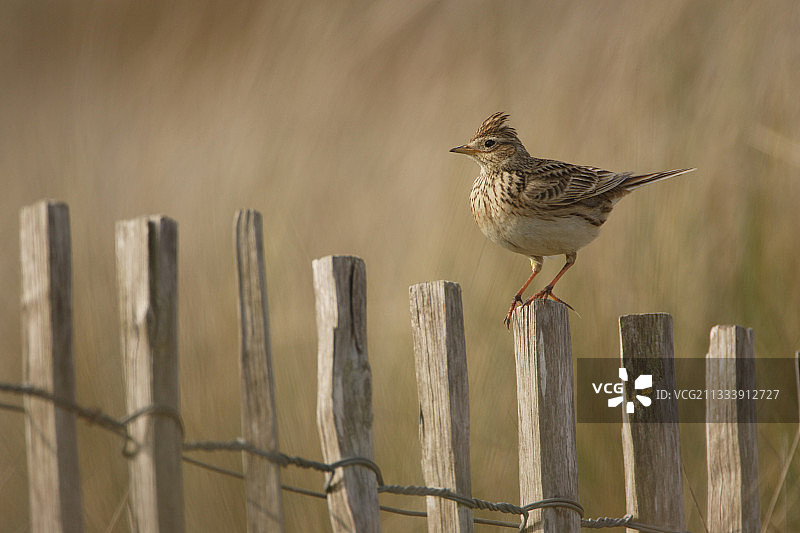 栖息在木桩上的云雀图片素材