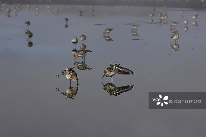 在水中伸展身体的黑腹滨鹬图片素材