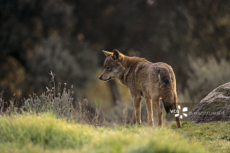西班牙伊比利亚狼图片素材