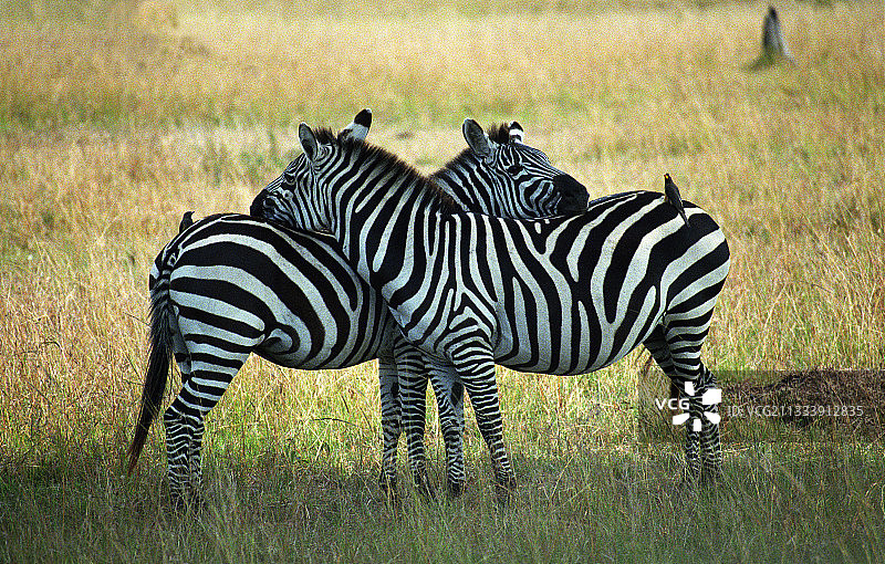 相互依靠的葛氏斑马，马赛马拉，肯尼亚图片素材