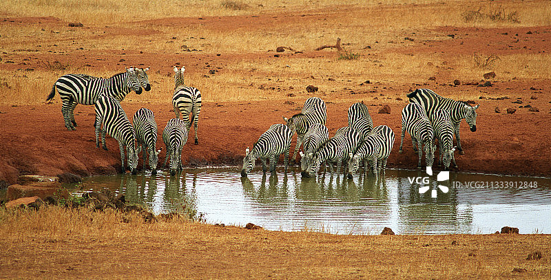肯尼亚察沃西部水点的草原斑马图片素材