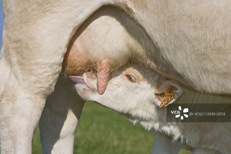 秋季在法国吃奶的夏洛莱小牛图片素材