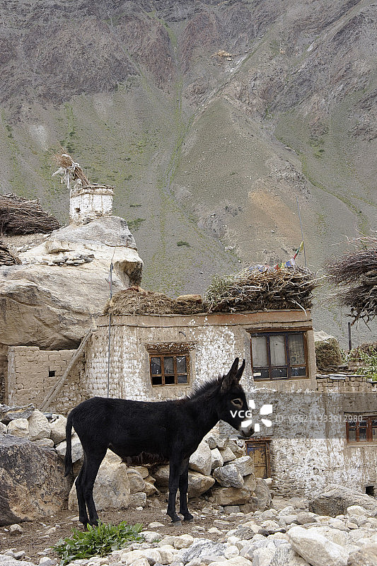 印度赞斯卡山谷林提村的驴图片素材
