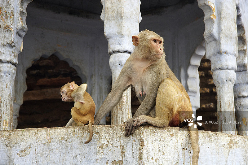 印度北方邦马图拉一座寺庙里的恒河猴图片素材