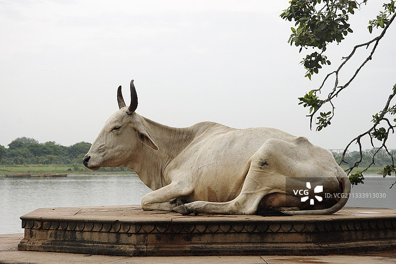 印度北方邦马图拉亚穆纳河的圣牛图片素材