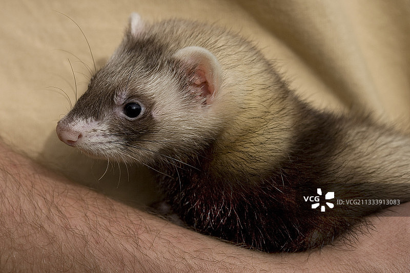 雪貂在雪貂岛克雷波尔带来了武器图片素材