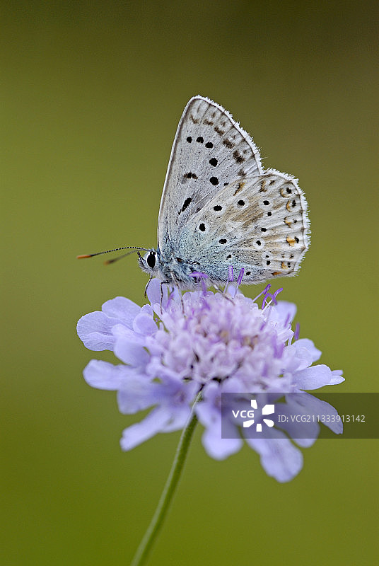 雄性白垩蓝蝶在花序上采集花蜜图片素材