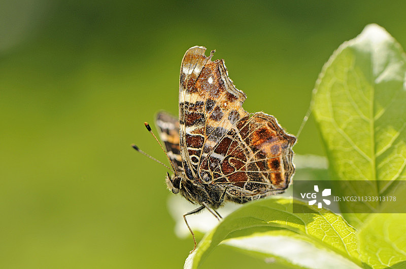 地图蝶落在叶子上的肖像图片素材