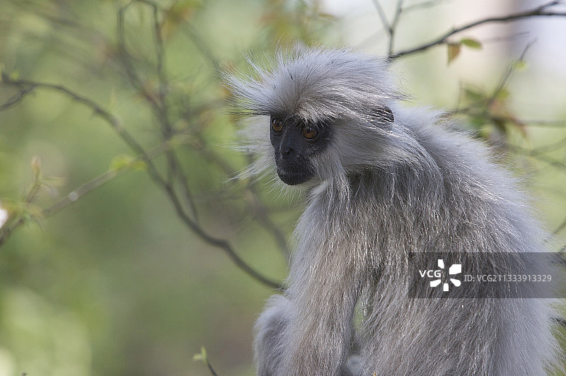 瓜瓦哈提岛的金叶猴肖像图片素材
