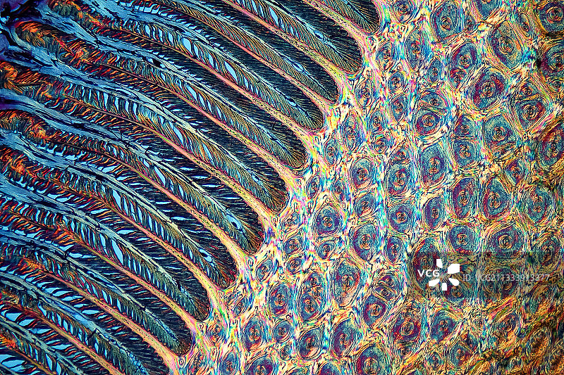 偏振光下刀刃补偿石膏照明，20倍放大图片素材