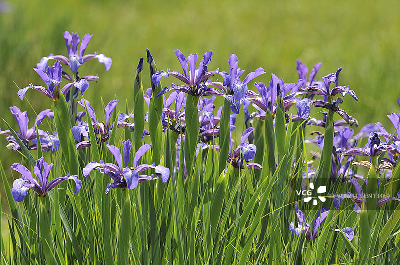 西班牙加泰罗尼亚的鸢尾花图片素材
