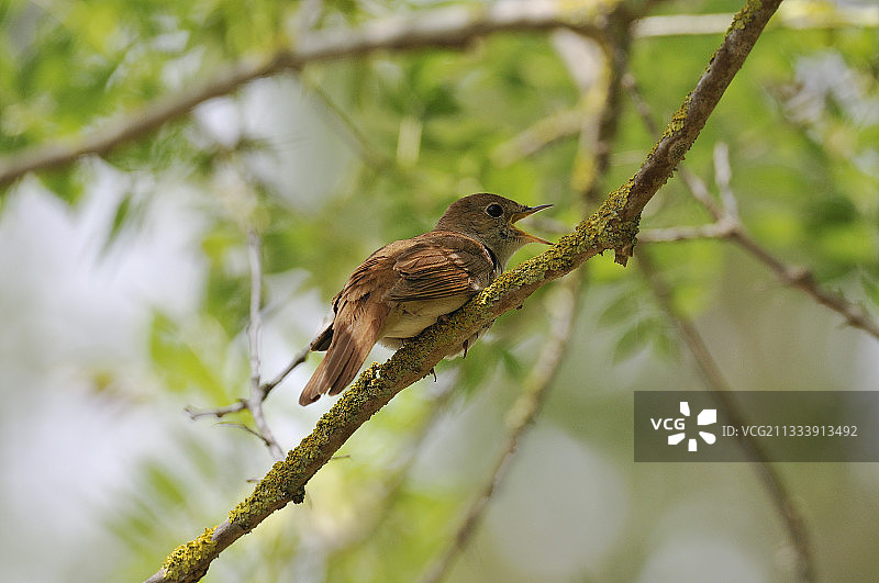 法国普通夜莺图片素材