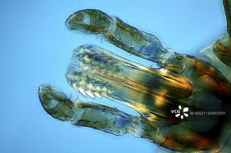 偏振光照明，石膏刀片补偿，放大100倍图片素材