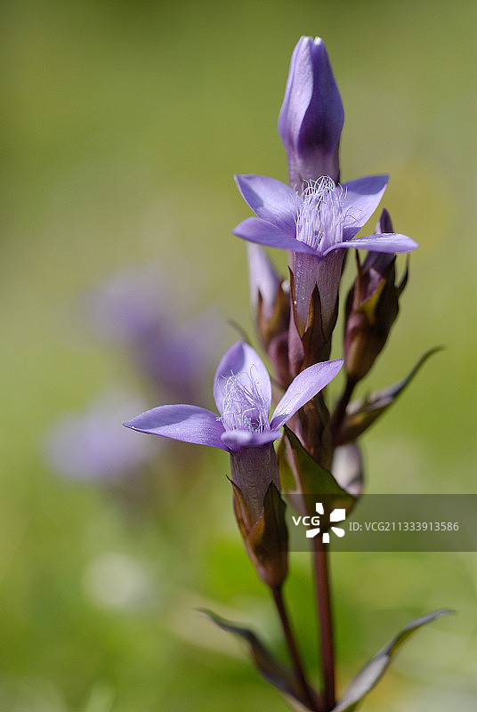 法国汝拉阿尔卑斯山田野龙胆图片素材