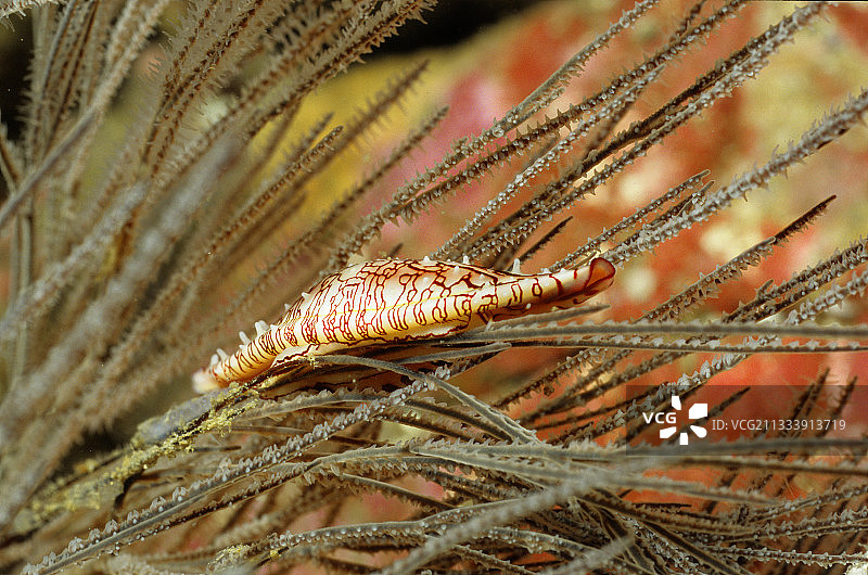 缅甸丹老群岛的腹足纲动物卵子图片素材