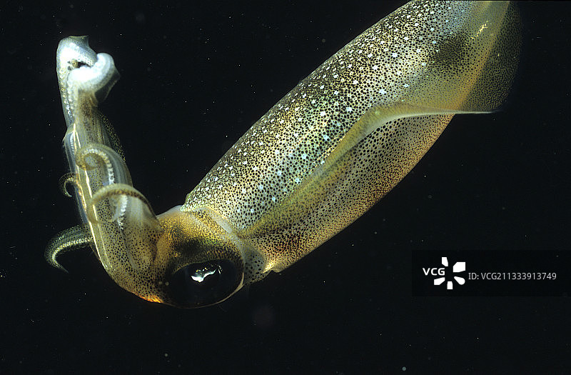 缅甸墨吉群岛夜晚的鱿鱼肖像图片素材