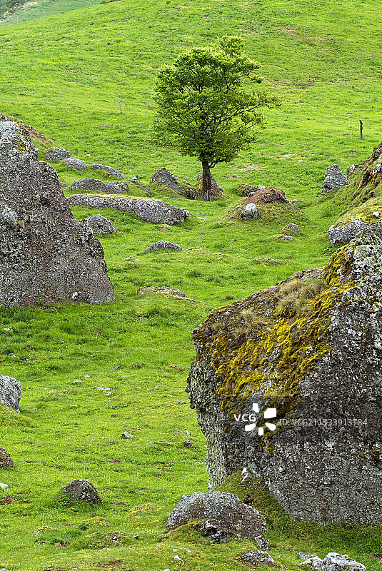 阿尔代什省岩浆巨石间的花楸树图片素材