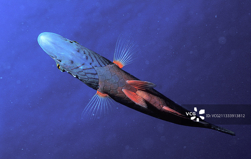 红海埃及的颊纹唇鱼图片素材