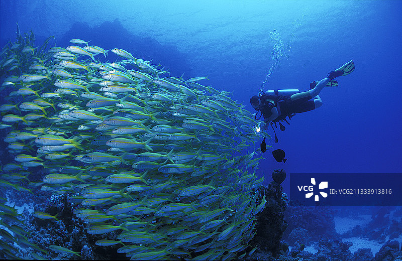 红海中的黄山羊鱼，埃及图片素材