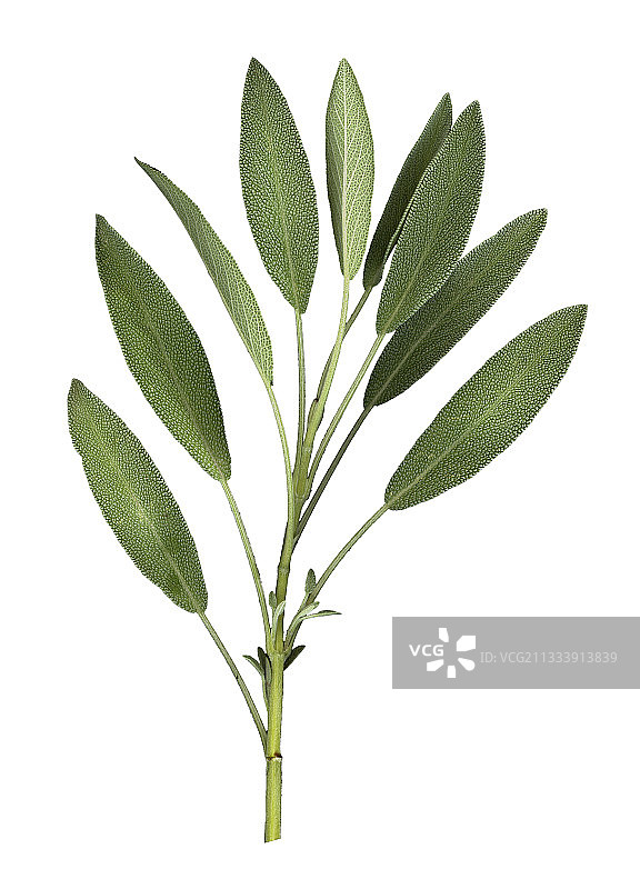 药用鼠尾草图片素材