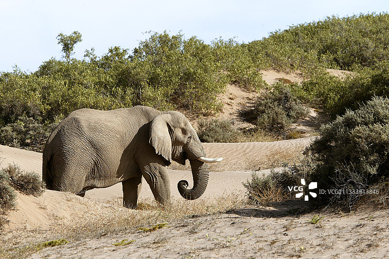 非洲象图片素材