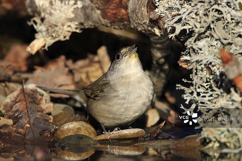 黑顶莺图片素材