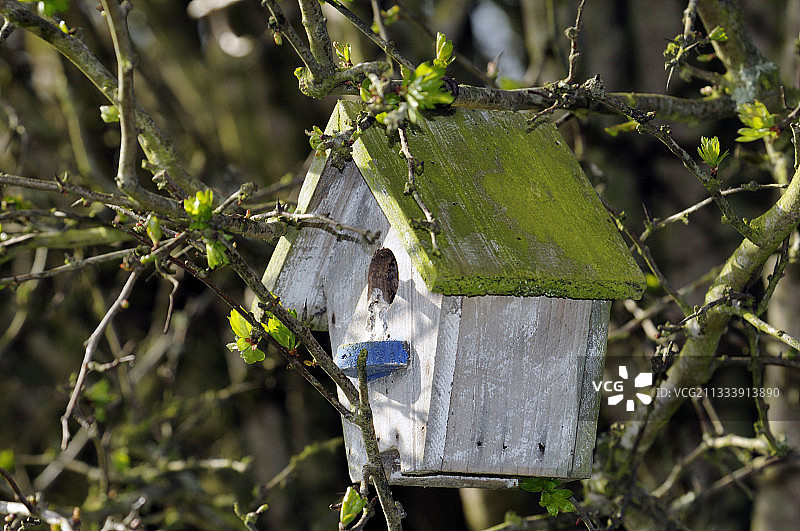 树篱中的鸟巢图片素材