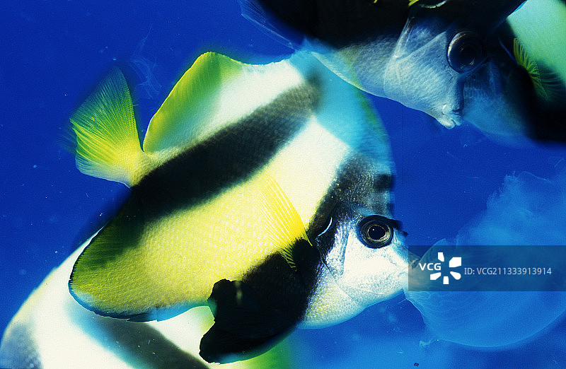 红海埃及的燕尾旗鱼吃水母图片素材