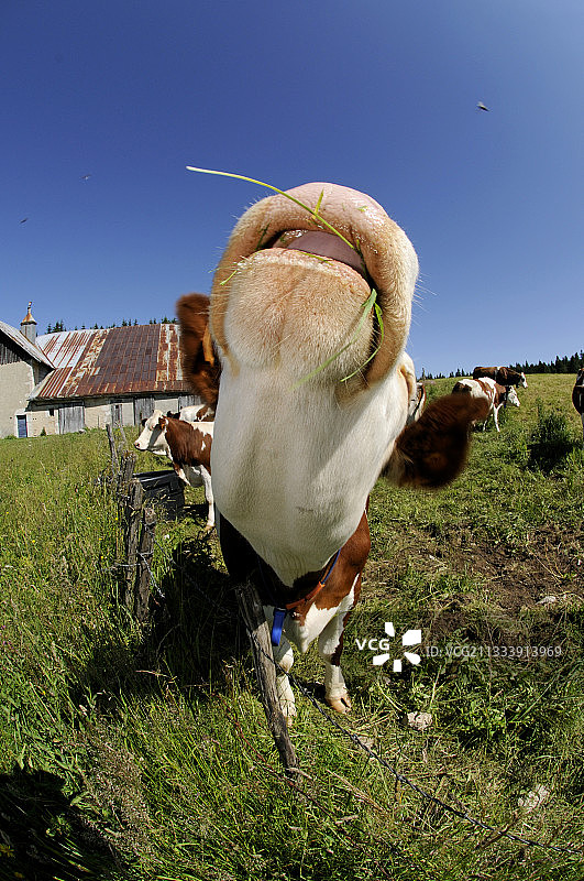 草地上的蒙贝利亚尔德母牛，杜省蒙多尔图片素材