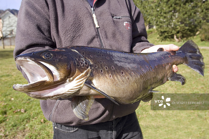 在多勒河捕获的大型野生褐鳟鱼图片素材