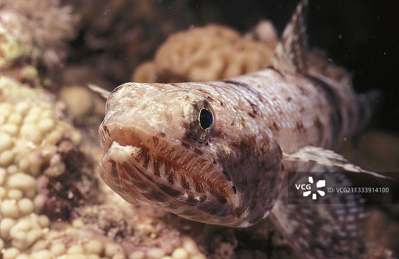 埃及红海中的红蜥鱼肖像图片素材