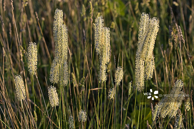 法国普罗旺斯的狐尾草花序图片素材