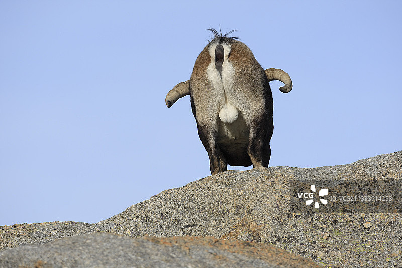 格雷多斯山脉岩石上的西班牙雄性野山羊图片素材