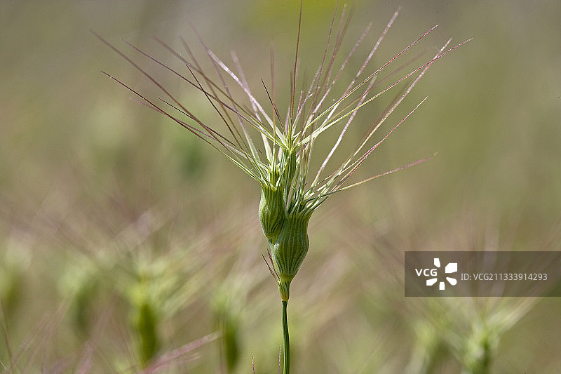法国普罗旺斯卵形山羊草图片素材