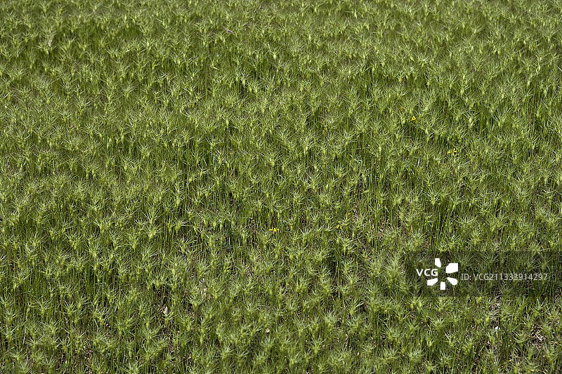 法国普罗旺斯卵形山羊草图片素材