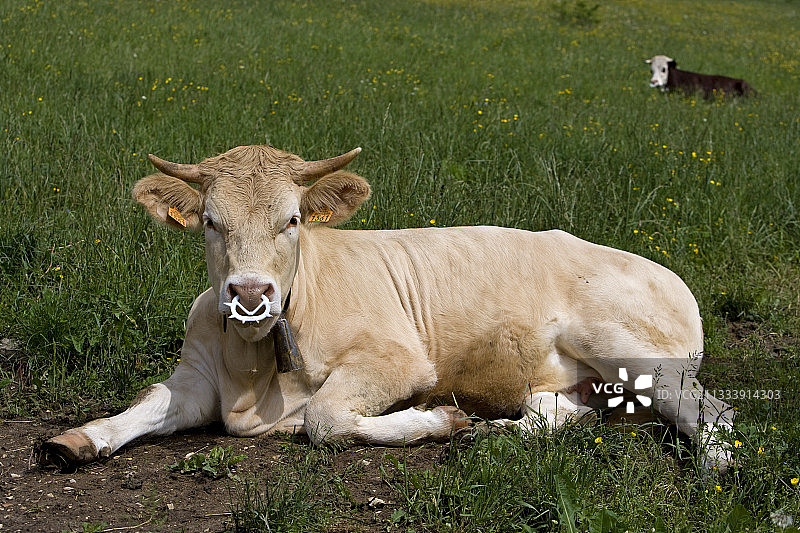 戴着鼻环的小母牛，法国韦科尔图片素材