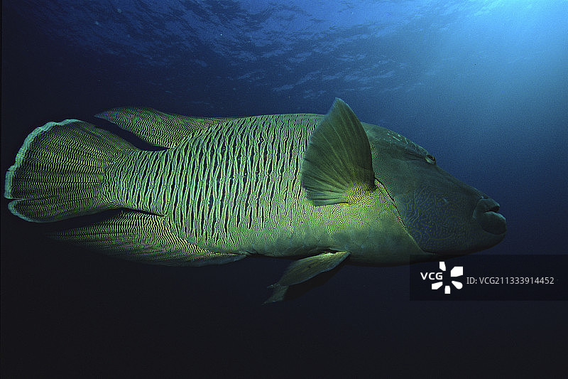 隆头鱼畅游红海，埃及图片素材