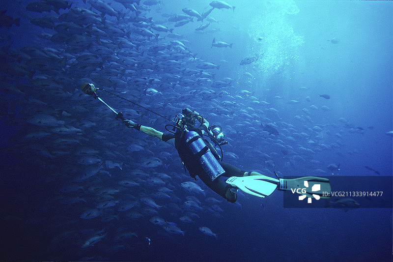 潜水员在埃及拍摄双斑红鲷鱼图片素材
