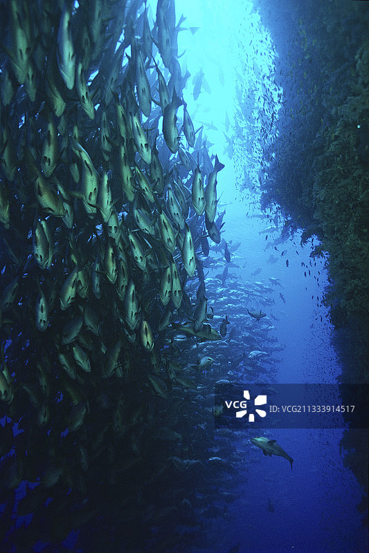 埃及红海的二斑红鲷鱼群图片素材